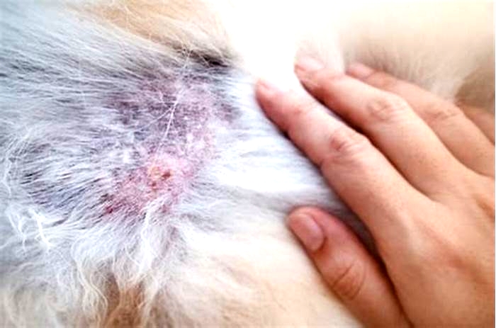 What does dog dermatitis look like?