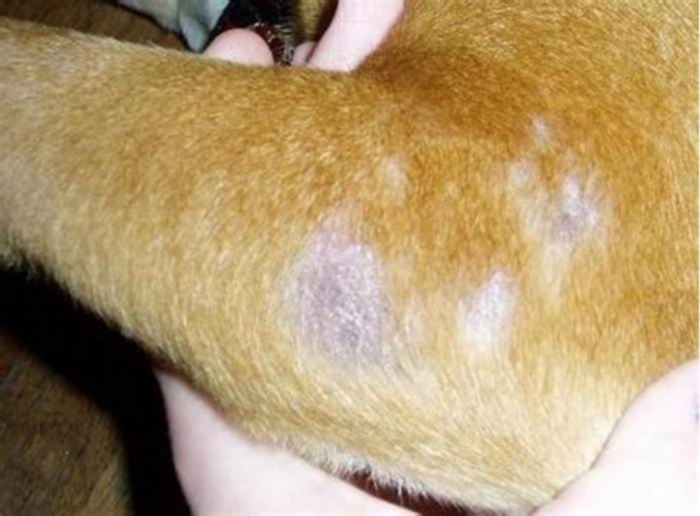 What does skin disease look like on a dog