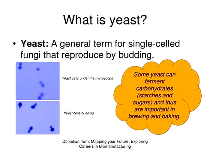 What food breaks down yeast