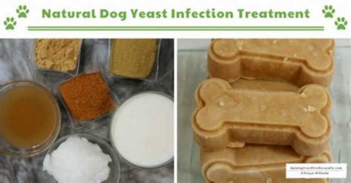 What food kills yeast in dogs