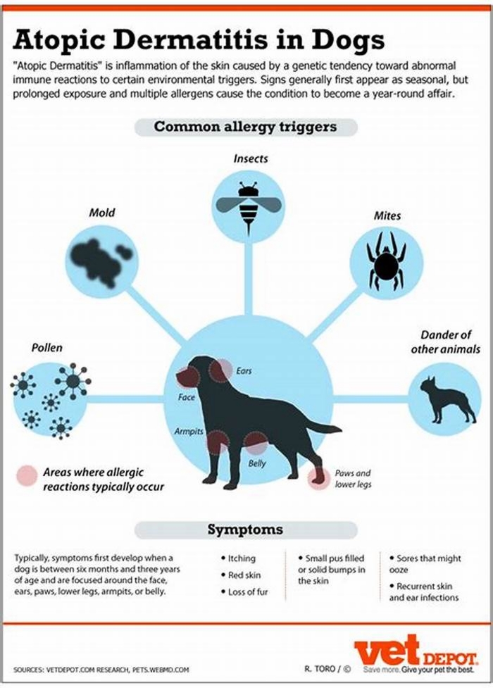 What foods cause dermatitis in dogs?