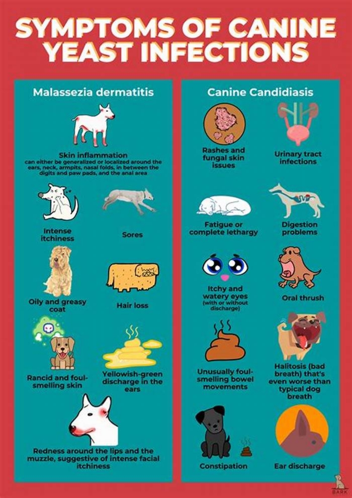 What foods cause yeast in dogs