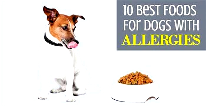 What foods should I avoid for dogs with itchy skin