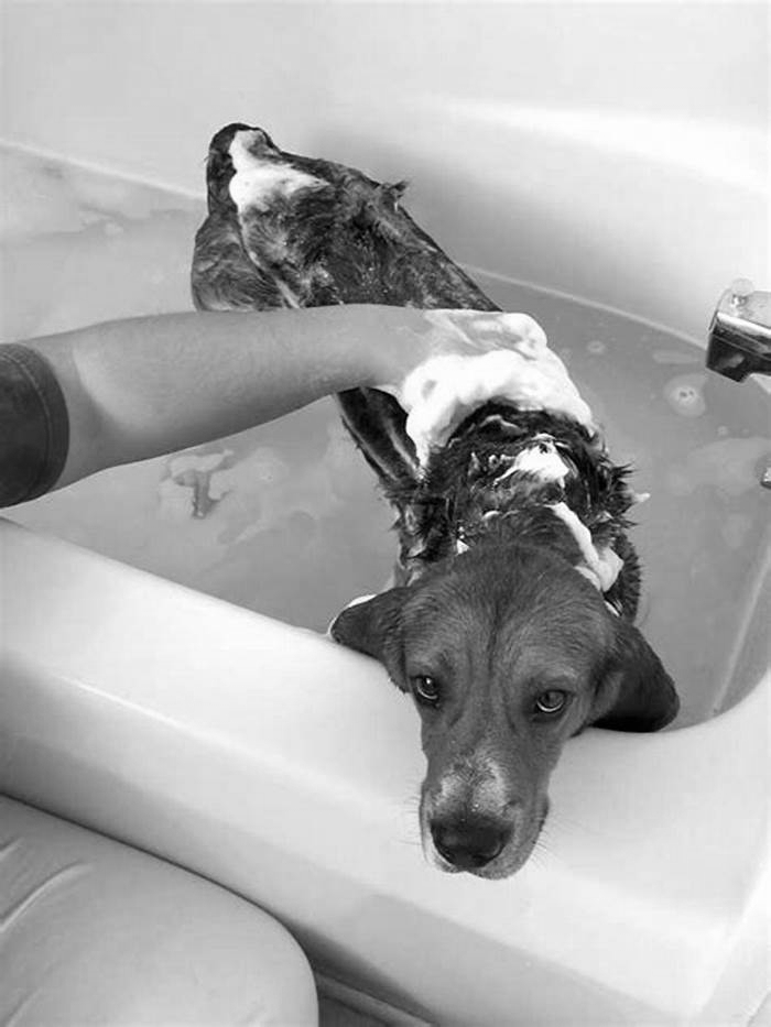 What happens if I bathe my dog every day