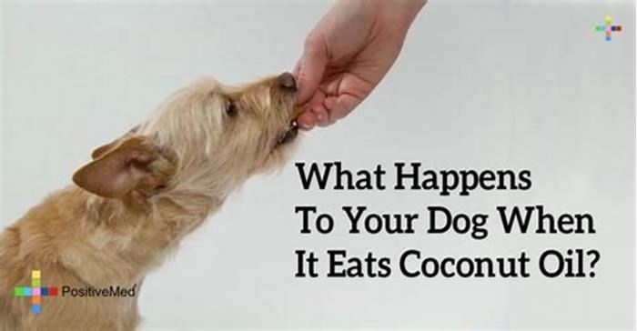 What happens if a dog licks coconut oil