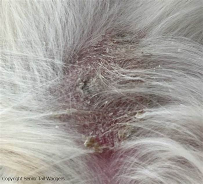 What happens if a dog skin infection goes untreated?