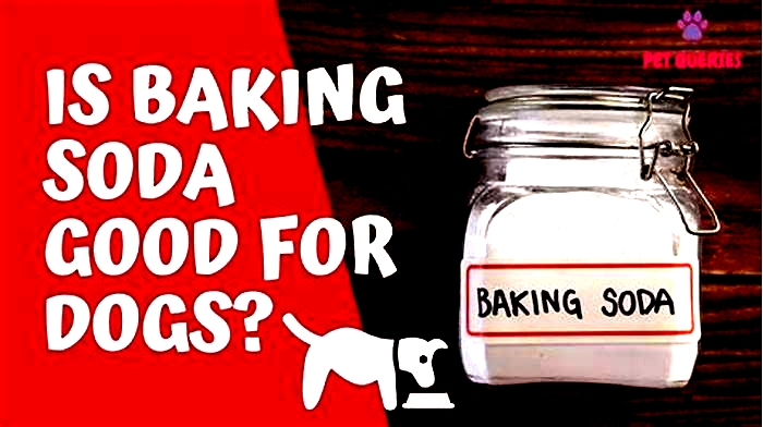 What happens if my dog licked baking soda?