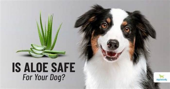 What happens if my dog licks aloe vera gel?