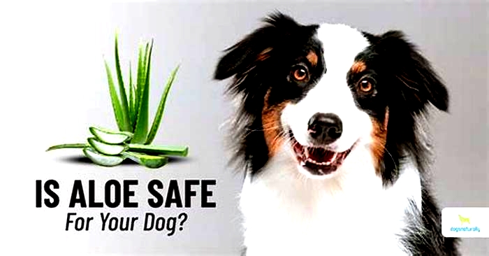 What happens if my dog licks aloe vera lotion?