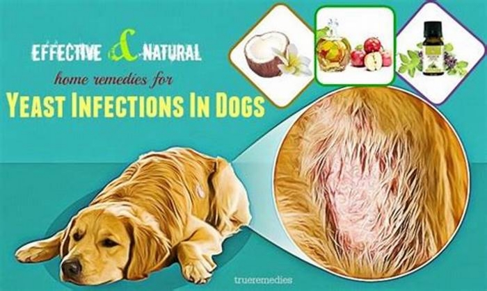 What is a natural remedy for fungus in dogs?