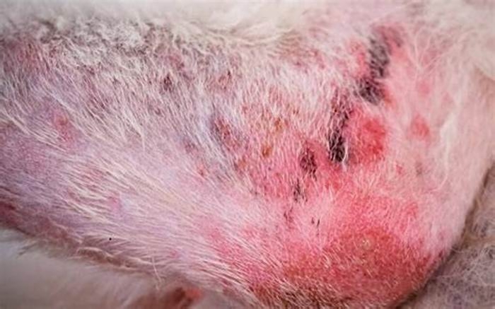 What is safe to put on a dogs skin rash