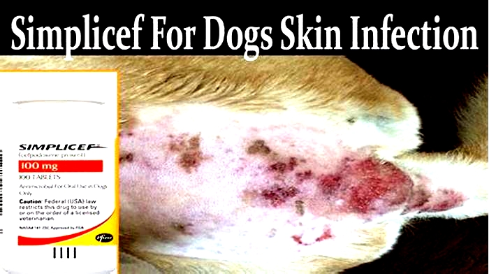 What is the best antibiotic for dogs with skin infections