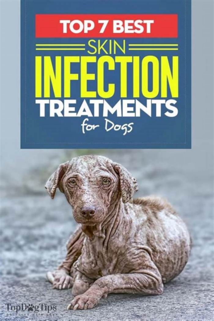 What is the best medicine for dog skin infection?