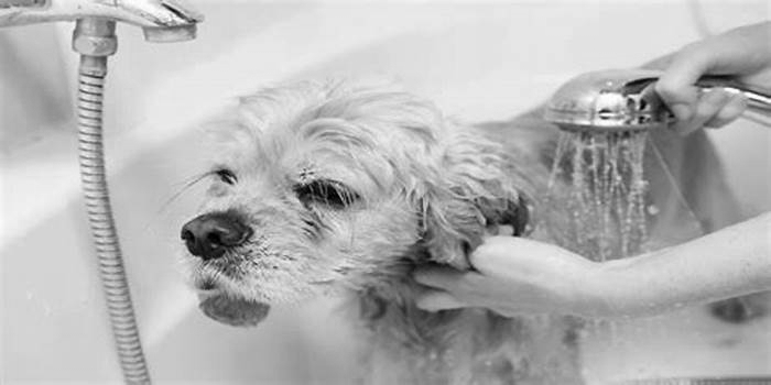 What is the best time to bathe a dog