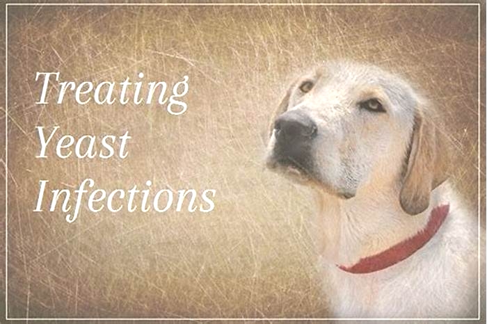 What is the fastest way to get rid of a yeast infection for dogs?