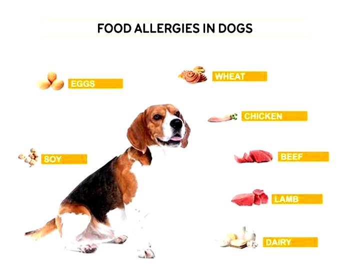 What is the number 1 allergy for dogs?