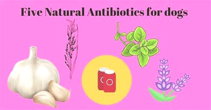 What is the strongest natural antibiotic for dogs without a vet