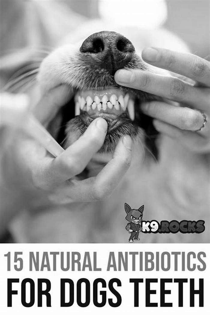 What is the strongest natural antibiotic for dogs