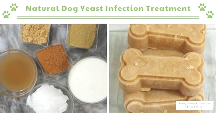 What kills a yeast infection on dog s skin