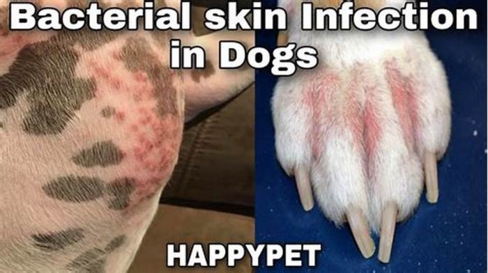 What kills bacteria on dog skin?