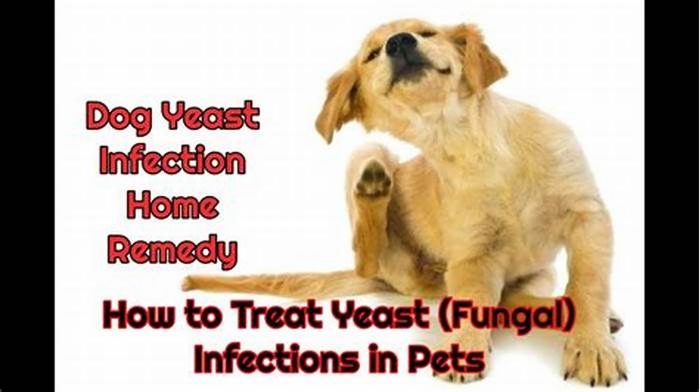 What kills fungal infections in dogs?