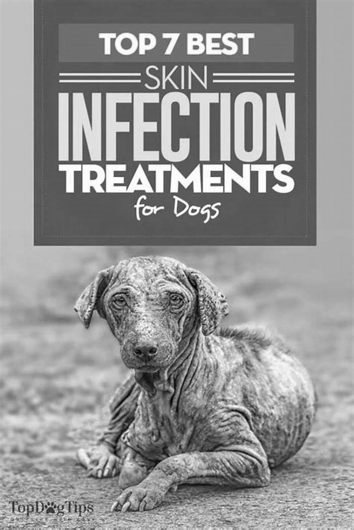 What kills skin fungus on dogs?