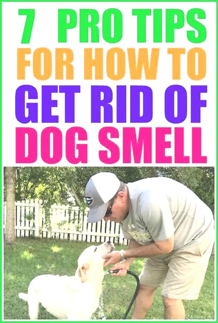 What kills the smell of dog?