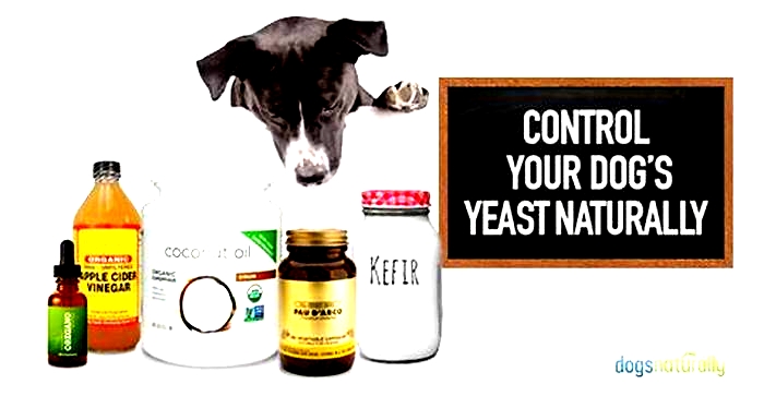 What kills yeast on dogs naturally