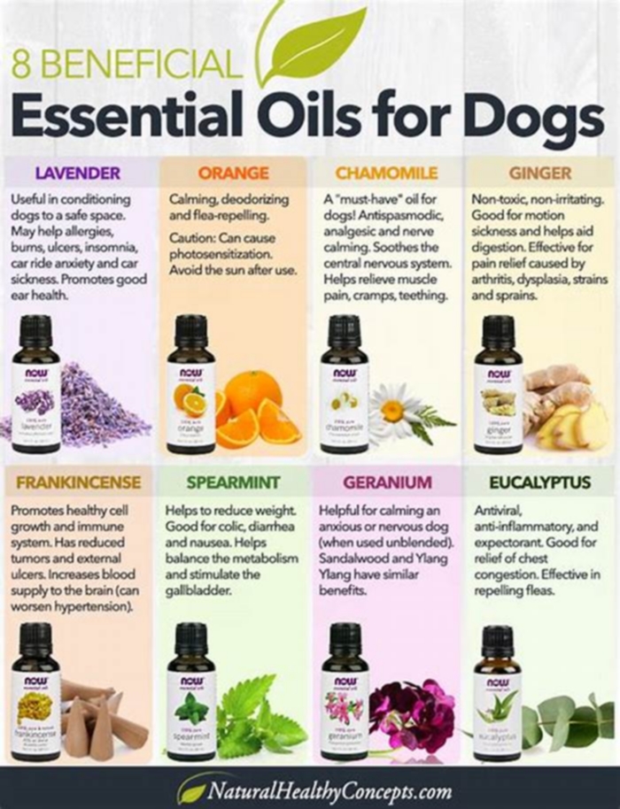 What kind of oil is good for dogs dry skin?