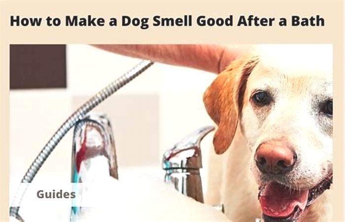 What makes dogs smell good after a bath?