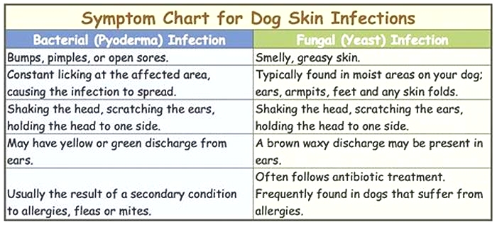 What medicine can I give my dog for skin fungus?