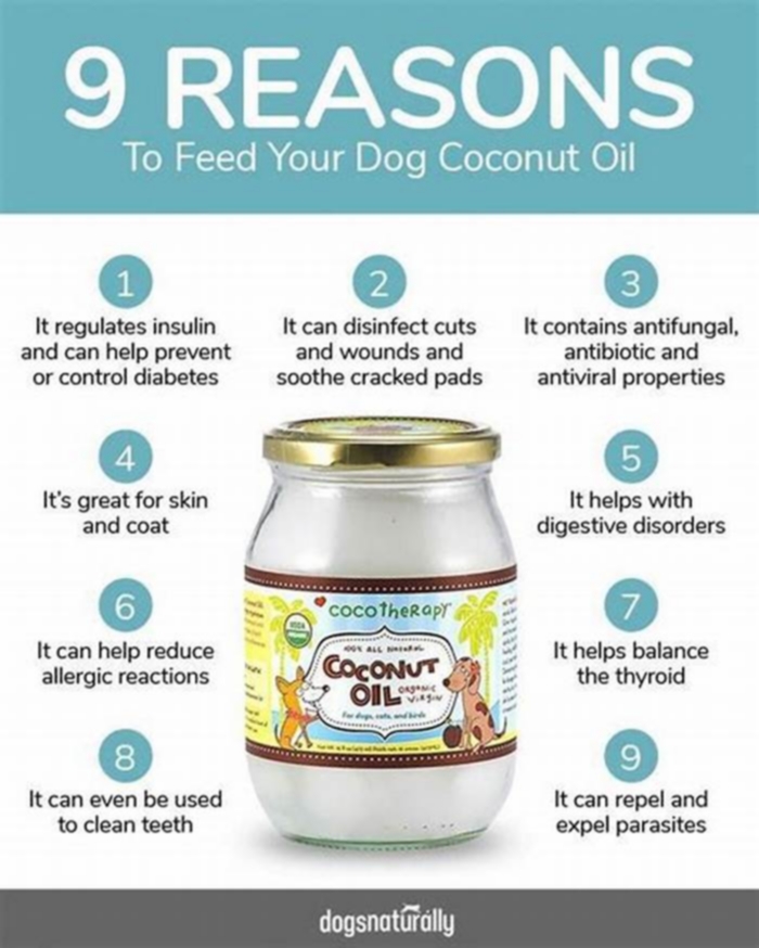 What oil is good for dog rash?