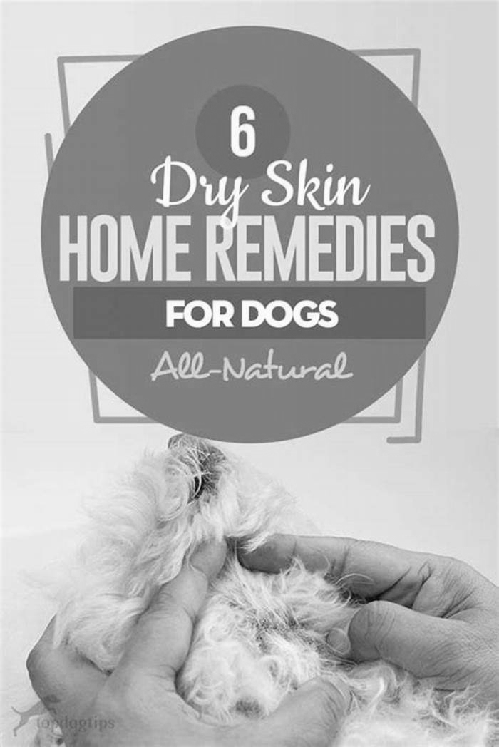 What s best for dogs with dry skin