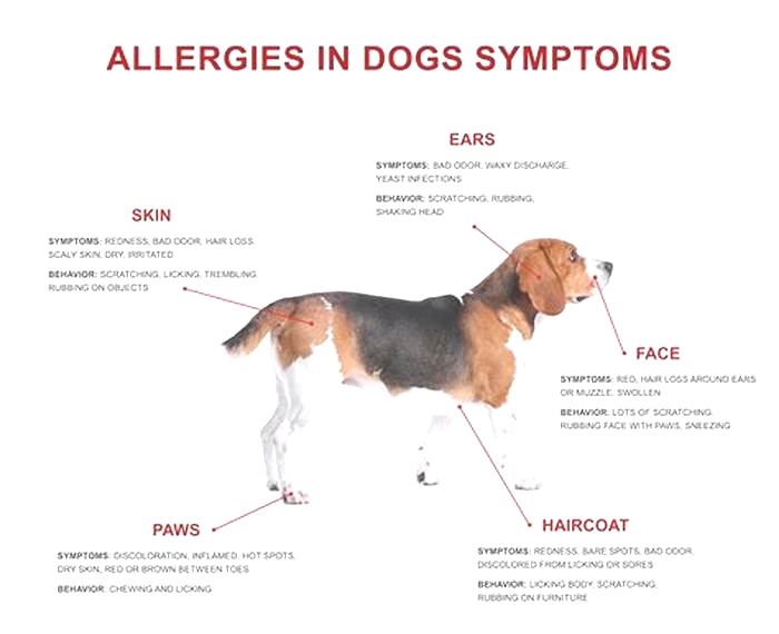 What season is worse for dogs with allergies