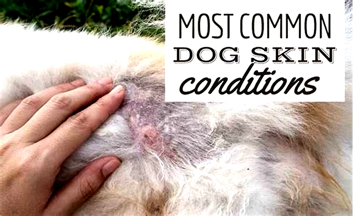 What skin diseases can dogs give humans