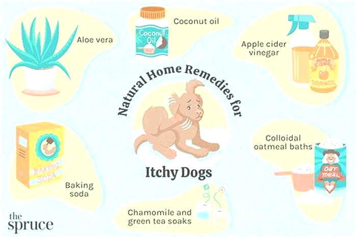 What to bathe a dog in for itchy skin