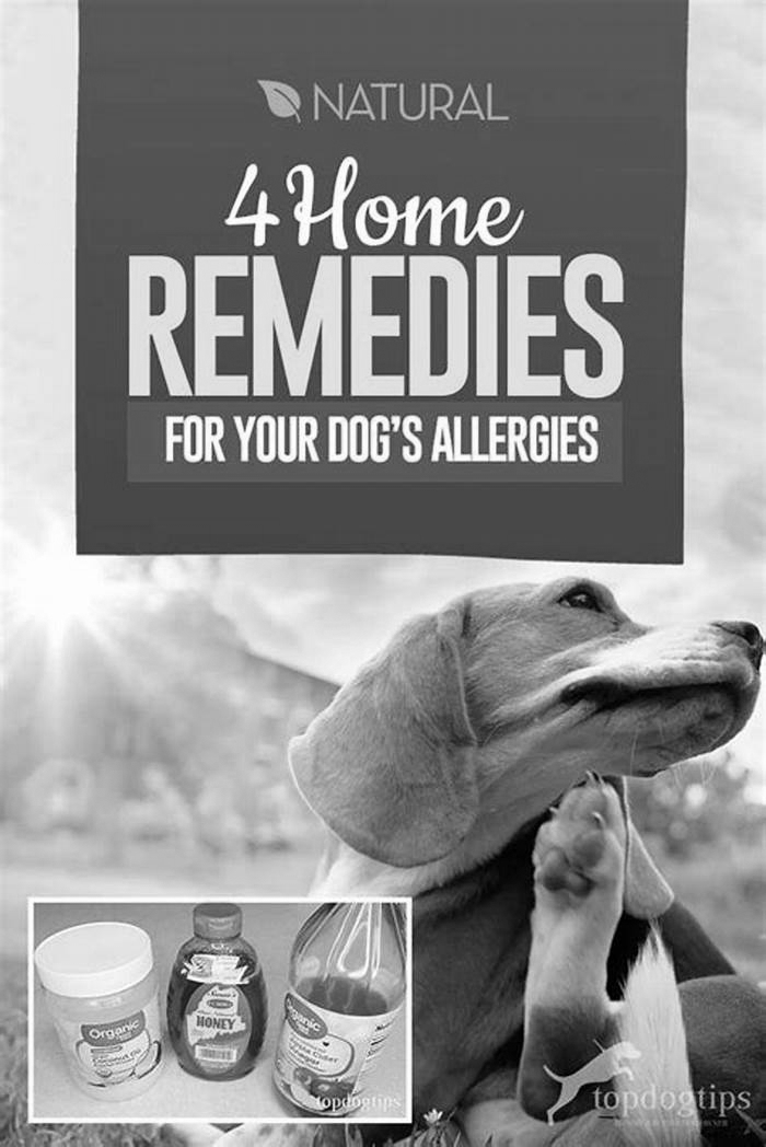 What to give a dog for skin allergies