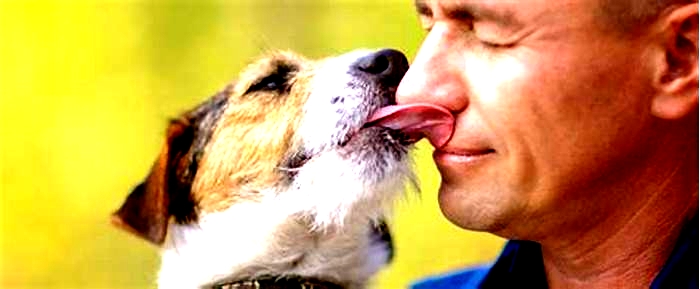 When a dog licks you is it a kiss