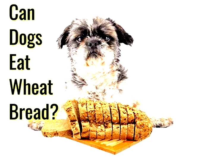 Why can't dogs eat bread?