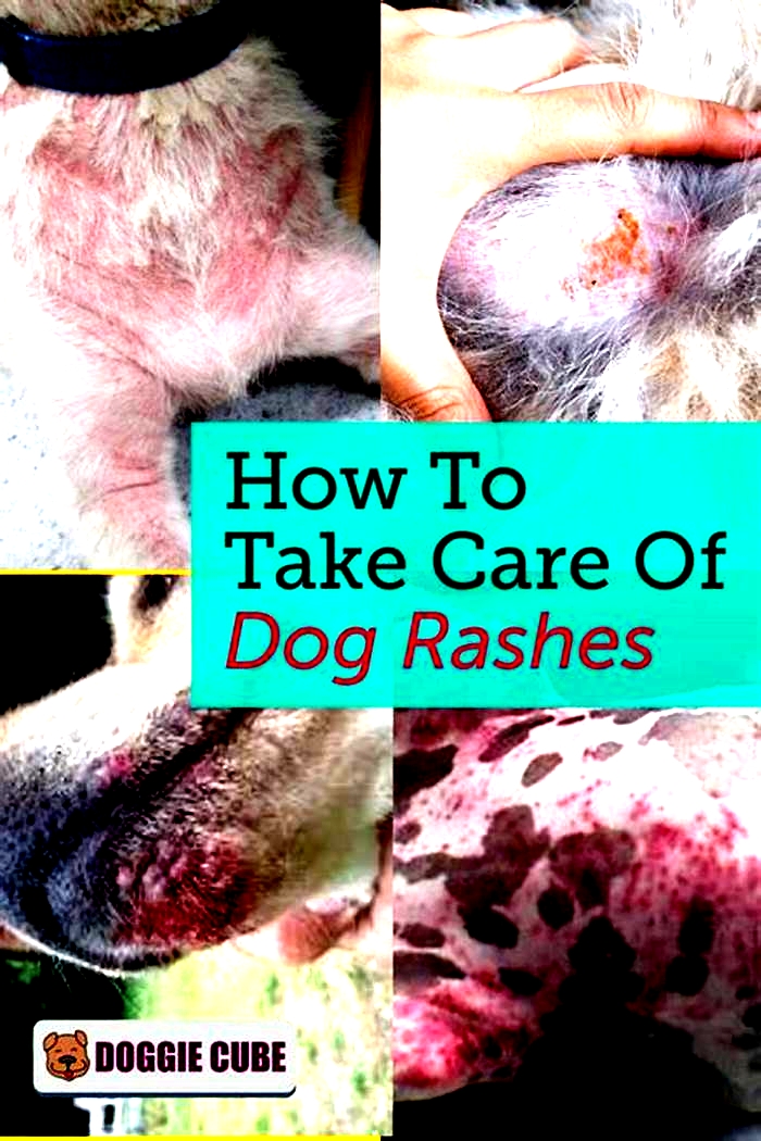 Why do dogs get rashes on their belly