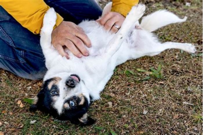 Why do dogs like belly rubs