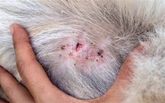 Why does my dog's skin infection keep coming back?