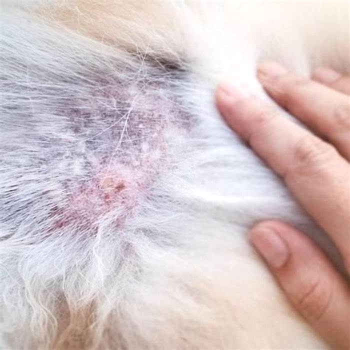 Why is my dog itching but I don't see fleas?