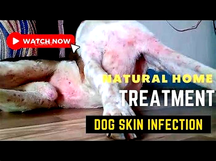 Will dog skin infection go away on its own?