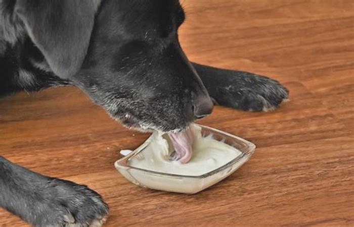 Will feeding my dog yogurt help yeast infection