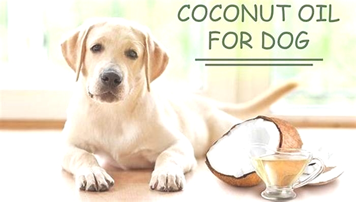 Will rubbing coconut oil on my dog help with itching?