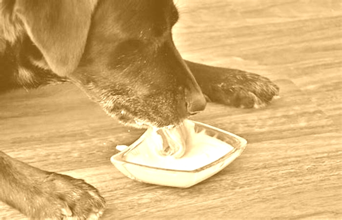 Will yogurt help a dog s yeast infection