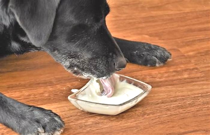 Will yogurt help dog yeast infection